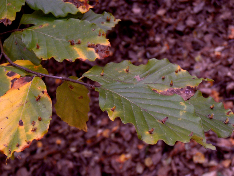 Fagus sylvatica